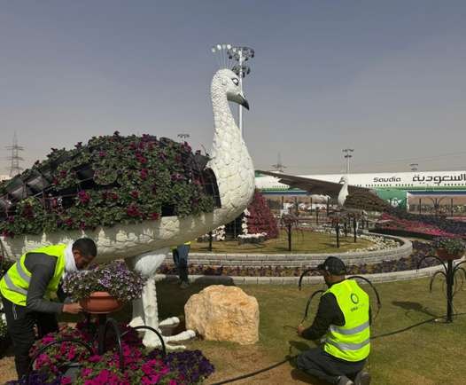 Crew planting a floral peacock sculpture